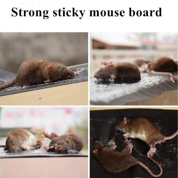 pack of 2 pcs Mouse Rat Trap Sheet